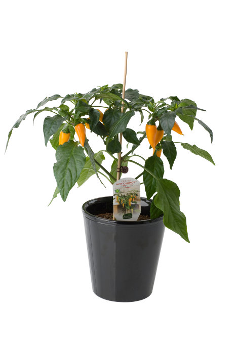 Peppar/Chili Mix Ø11 cm